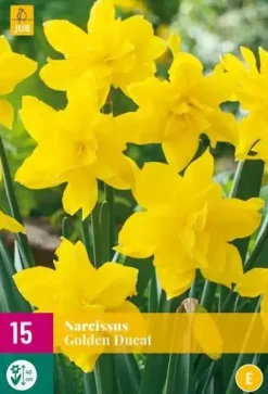 Narcissus Golden Ducat 15 narcisbollen