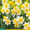 Narcissus Golden Echo 5 narcisbollen