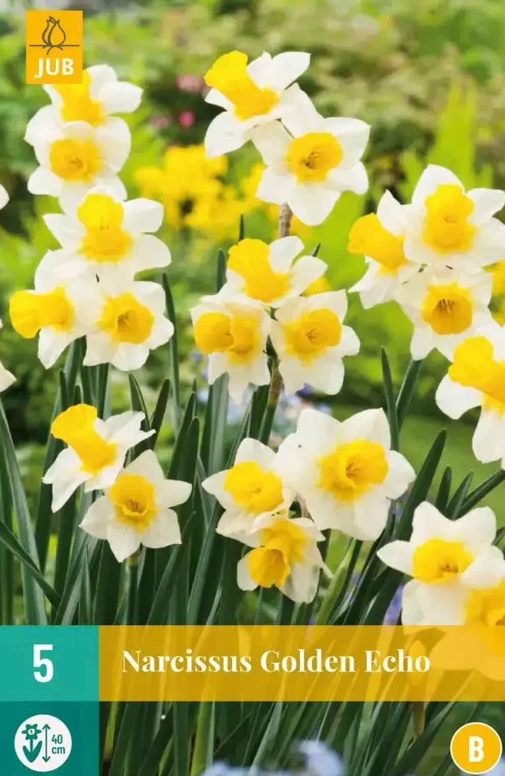 Narcissus Golden Echo 5 narcisbollen