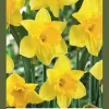 Narcissus grootkronig geel 40 narcisbollen