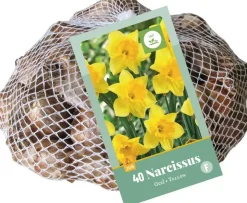 Narcissus grootkronig geel 40 narcisbollen