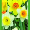 Narcissus grootkronig mix 40 narcisbollen