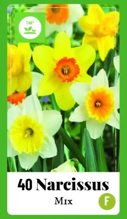 Narcissus grootkronig mix 40 narcisbollen