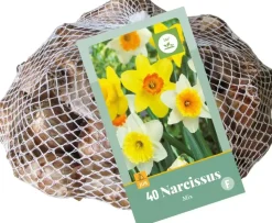 Narcissus grootkronig mix 40 narcisbollen