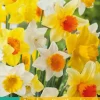 Narcissus Grootkronig mix 5 narcisbollen