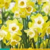 Narcissus Hunter Sunrise 5 narcisbollen