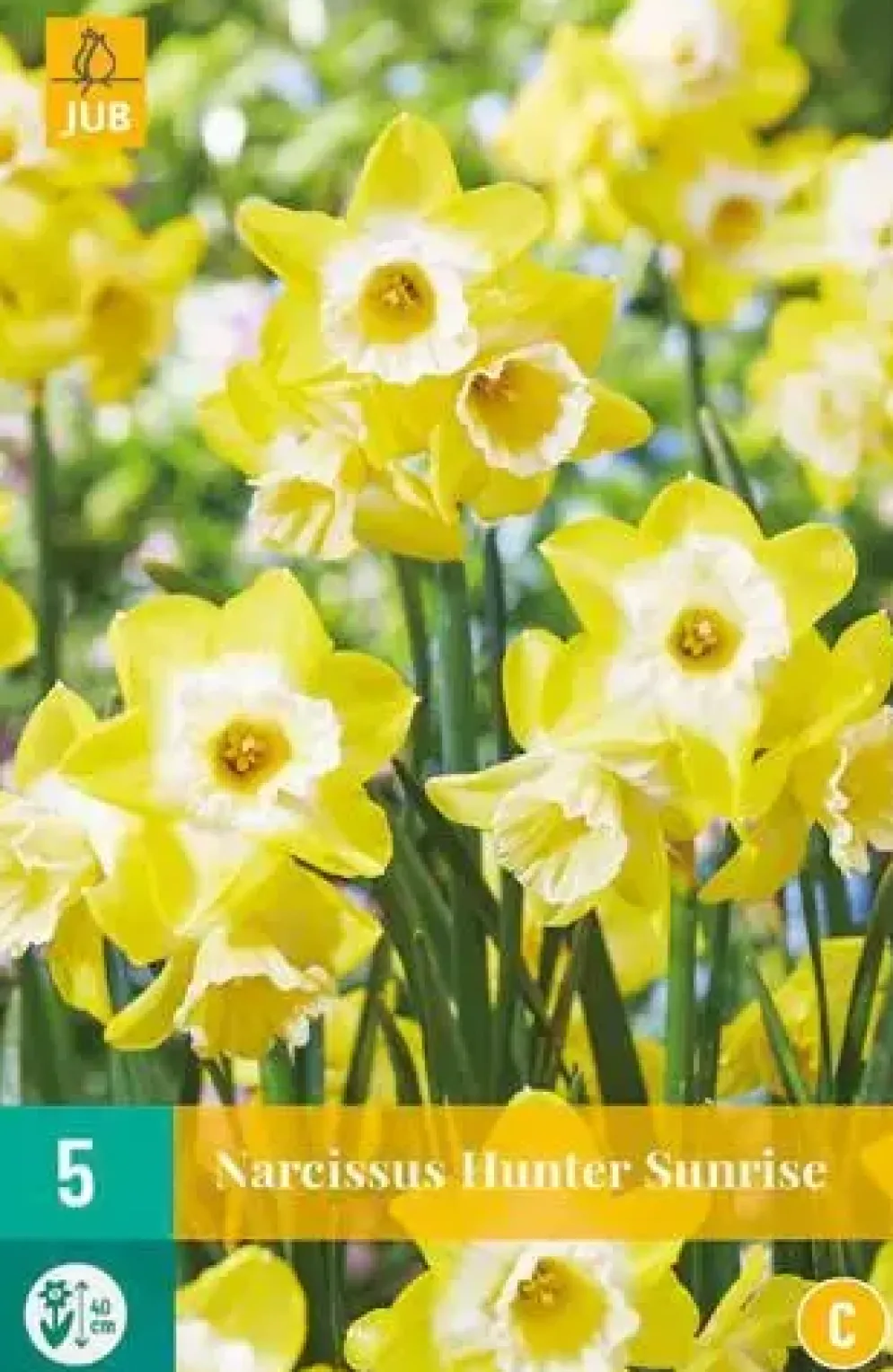 Narcissus Hunter Sunrise 5 narcisbollen