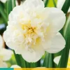 Narcissus Ice King 5 narcisbollen