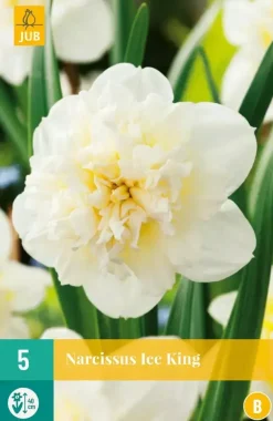 Narcissus Ice King 5 narcisbollen