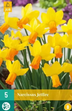 Narcissus Jetfire 5 narcisbollen