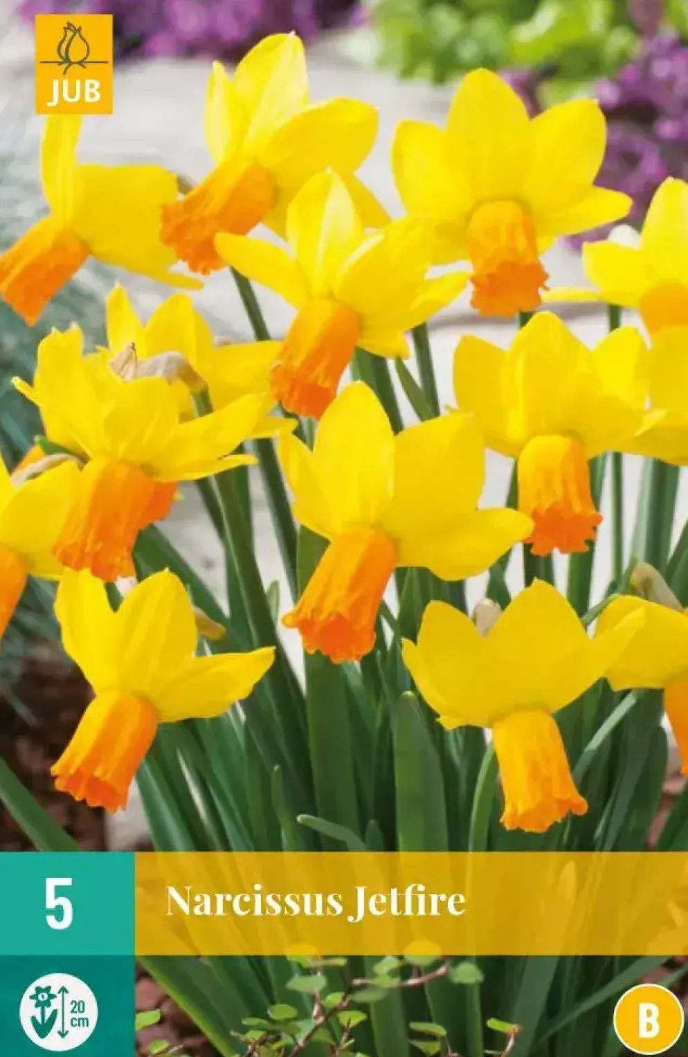Narcissus Jetfire 5 narcisbollen