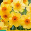 Narcissus Kedron 5 stuks