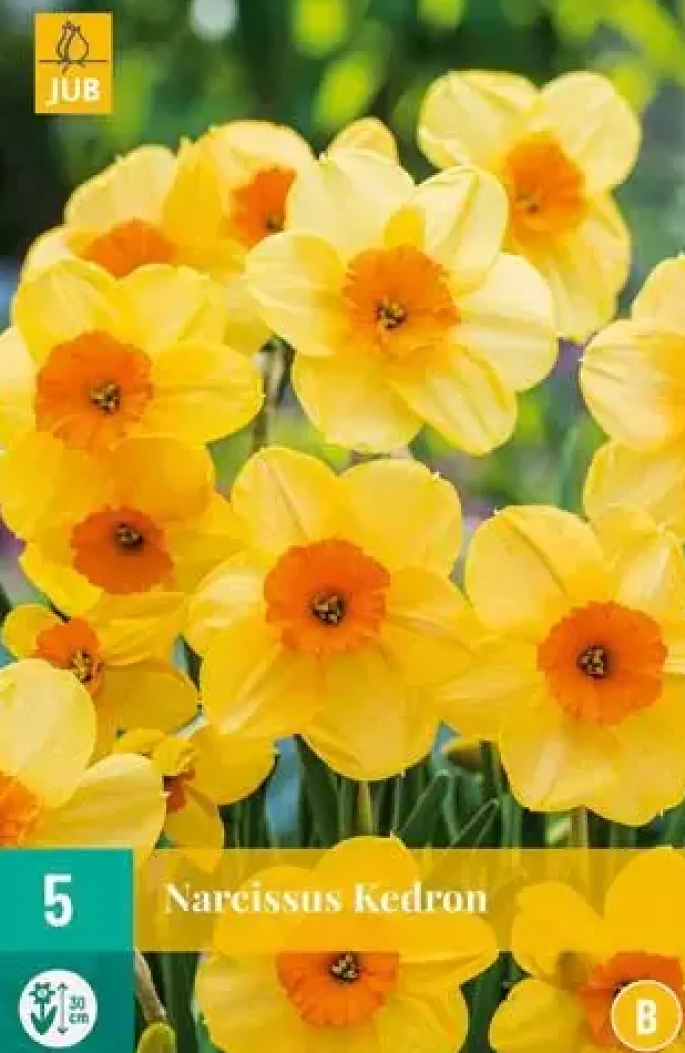 Narcissus Kedron 5 stuks