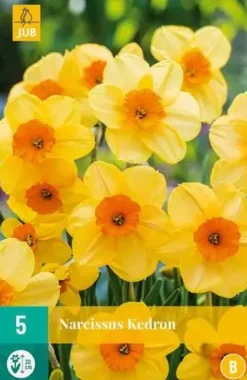 Narcissus Kedron 5 stuks