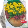 Narcissus mini tete a tete 20 stuks