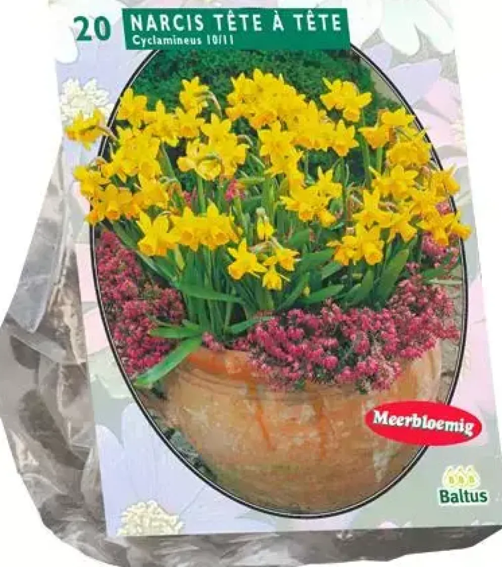 Narcissus mini tete a tete 20 stuks