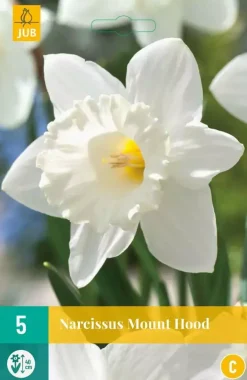 Narcissus Mount Hood 5 narcisbollen