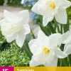 Narcissus Mount Hood 15 stuks