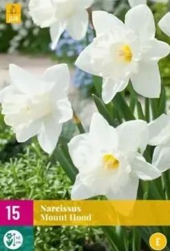 Narcissus Mount Hood 15 stuks