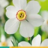 Narcissus Recurvus 5 narcisbollen