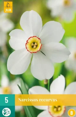 Narcissus Recurvus 5 narcisbollen