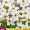 Narcissus recurvus 10 narcisbollen