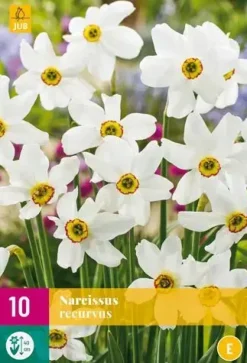 Narcissus recurvus 10 narcisbollen