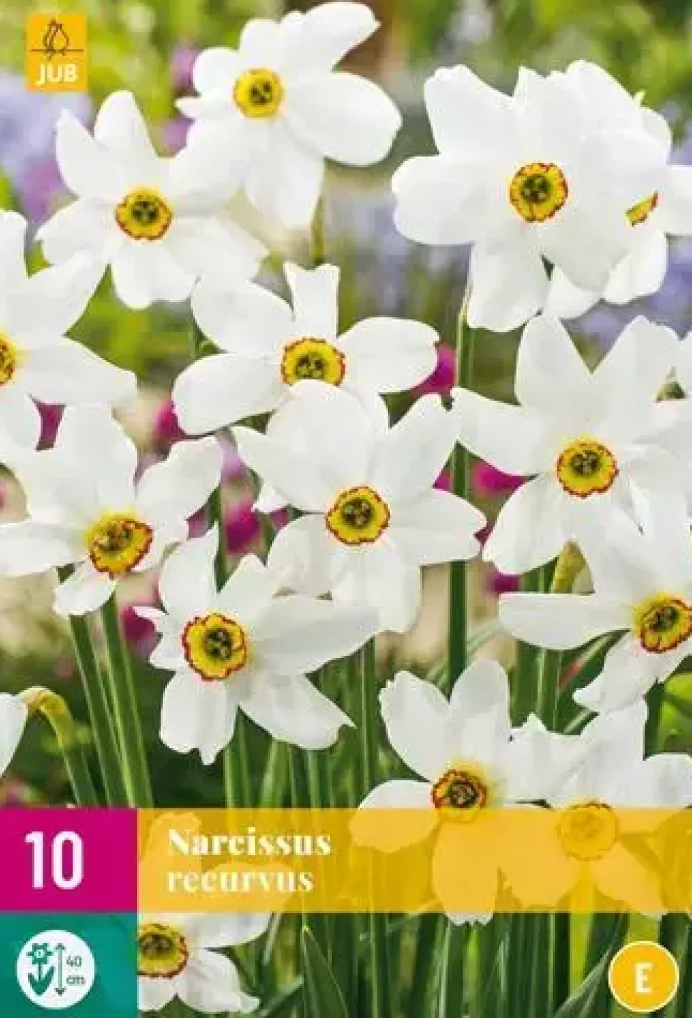 Narcissus recurvus 10 narcisbollen