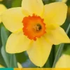 Narcissus Red Devon 5 narcisbollen