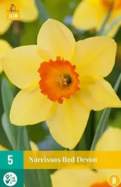 Narcissus Red Devon 5 narcisbollen