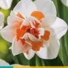 Narcissus Replete 5 stuks