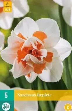Narcissus Replete 5 stuks
