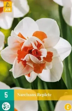 Narcissus Replete 5 stuks