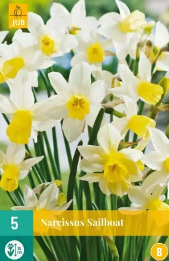 Narcissus Sailboat 5 narcisbollen