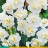 Narcissus Sir Winston Churchill 5 narcisbollen
