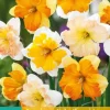 Narcissus Spleetkronig mix 5 narcisbollen