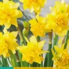 Narcissus Tête Bouclé 5 narcisbollen