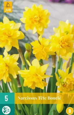 Narcissus Tête Bouclé 5 narcisbollen