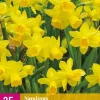 Narcissus Tête-à-Tête 25 narcisbollen