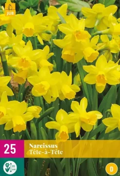 Narcissus Tête-à-Tête 25 narcisbollen