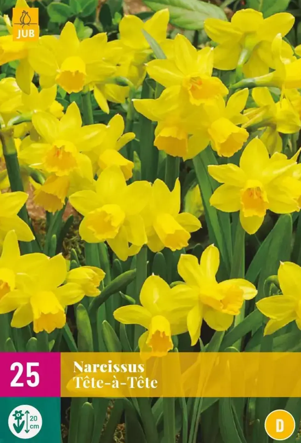 Narcissus Tête-à-Tête 25 narcisbollen