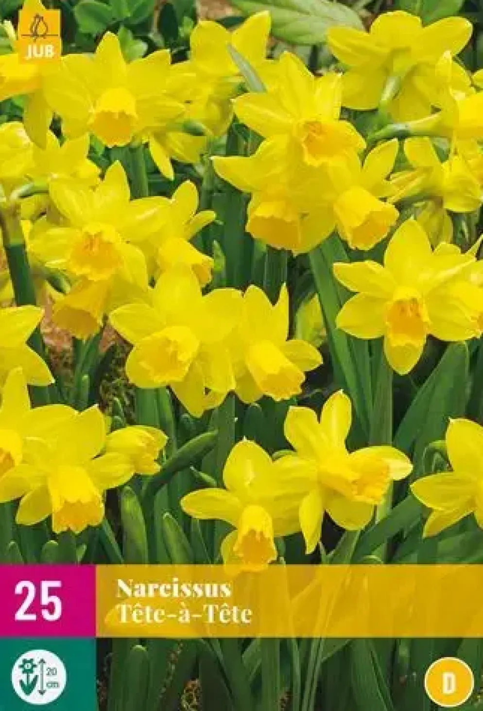 Narcissus Tête-à-Tête 25 narcisbollen