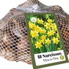 Narcissus Tête-à-Tête 50 narcisbollen