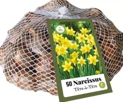 Narcissus Tête-à-Tête 50 narcisbollen