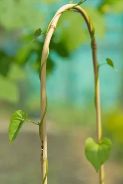 Nature Bamboestok gebogen 90 cm naturel