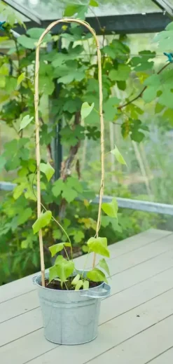 Nature Bamboestok gebogen 60 cm naturel