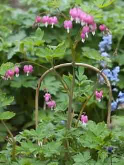 Nature Bamboestok gebogen 120 cm naturel