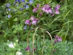 Nature Bamboestok gebogen 120 cm naturel