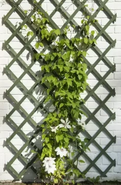 Nature Houten klimrek groen 100x200 cm fsc