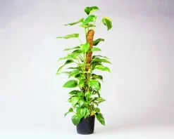 Nature Kokosplantstok 120 cm d60mm